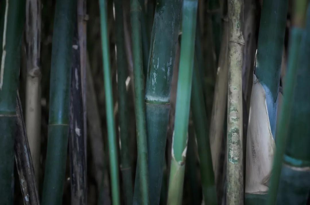 Bambu