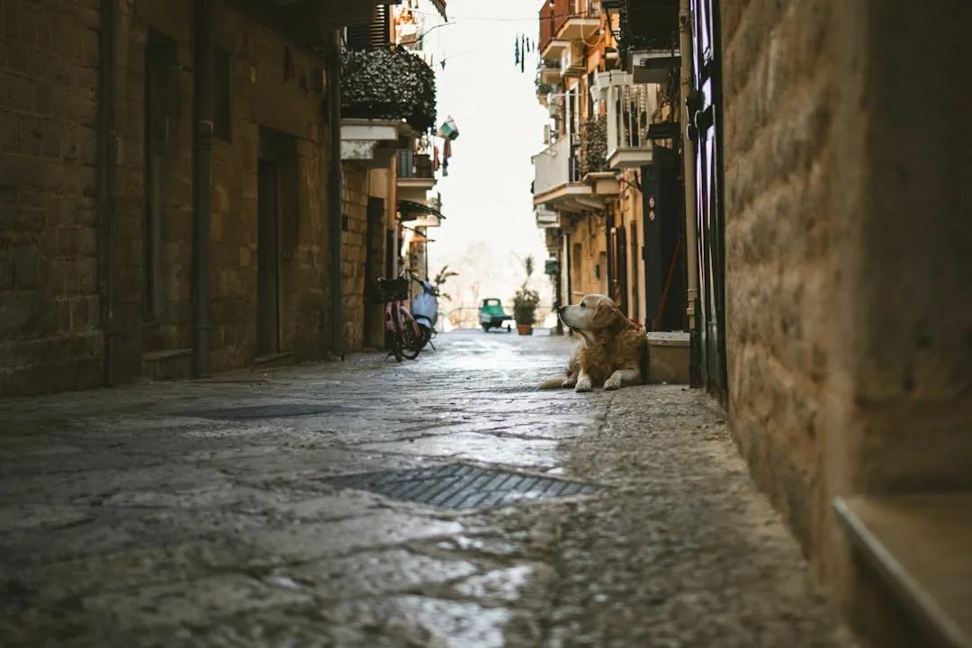 Barletta