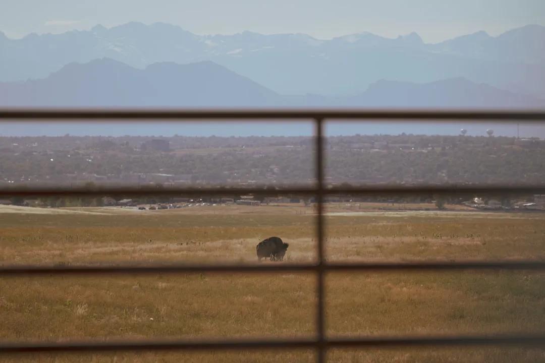 Buffalo Range