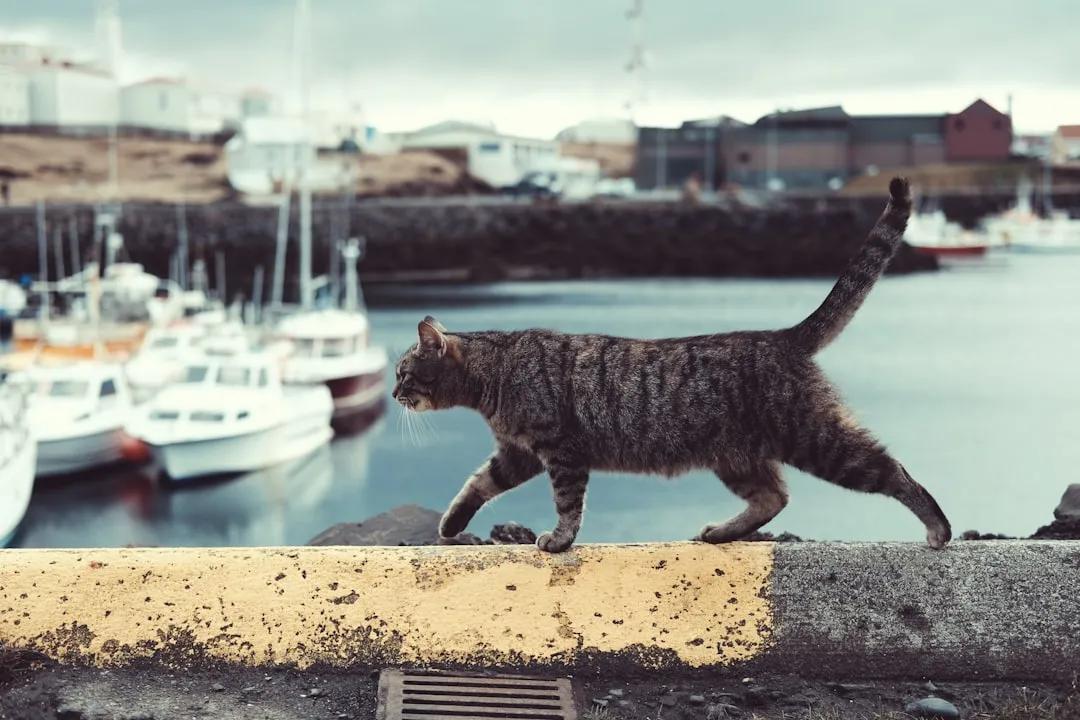 Cat Cays