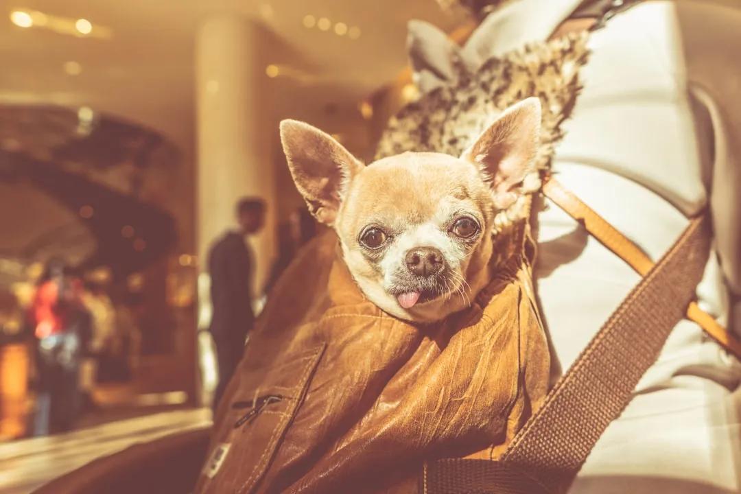 Chihuahua
