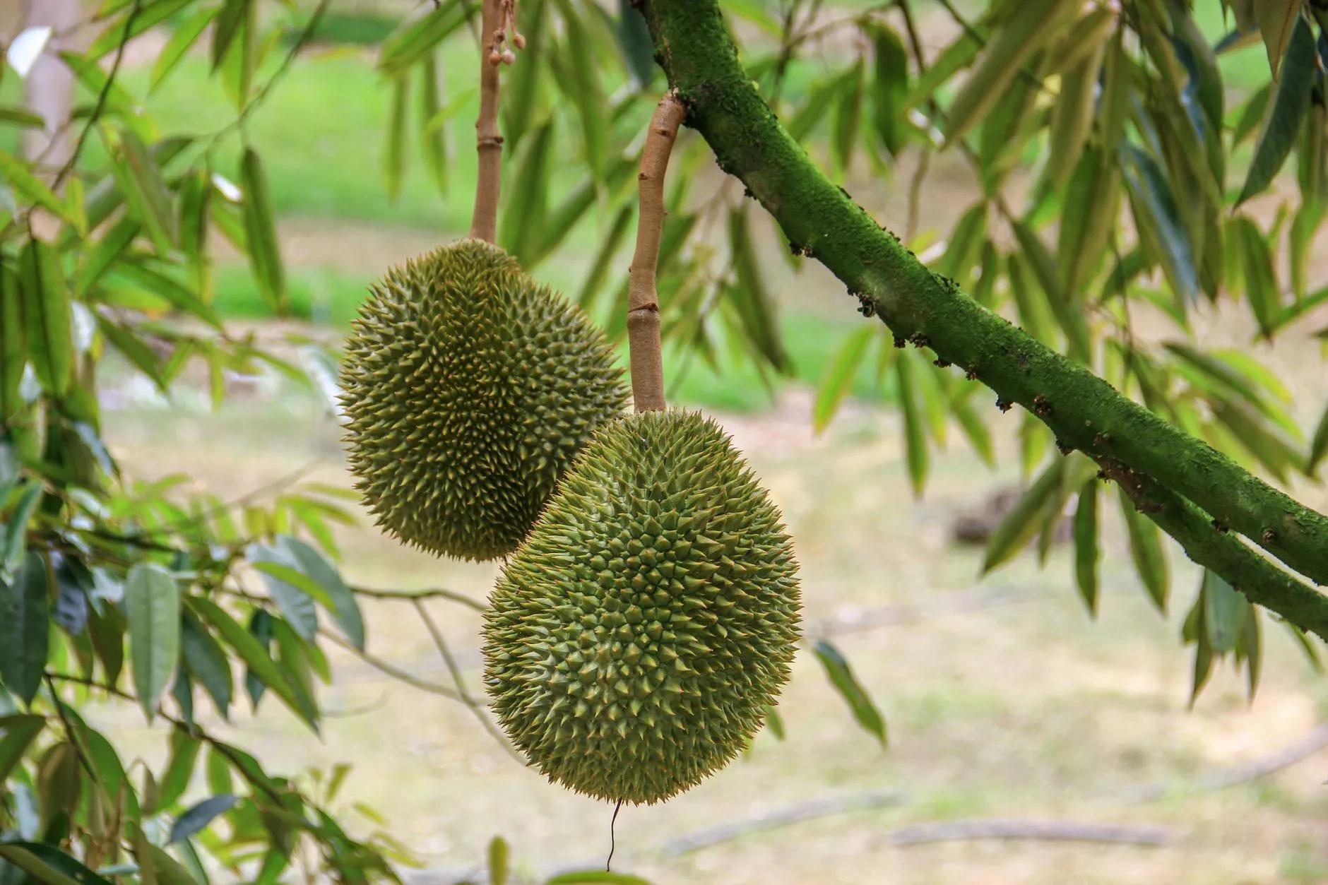 Durian Tunggal