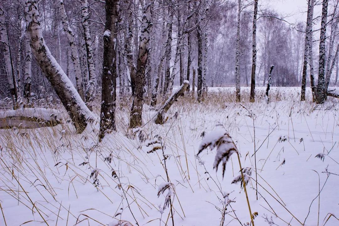 Kemerovo