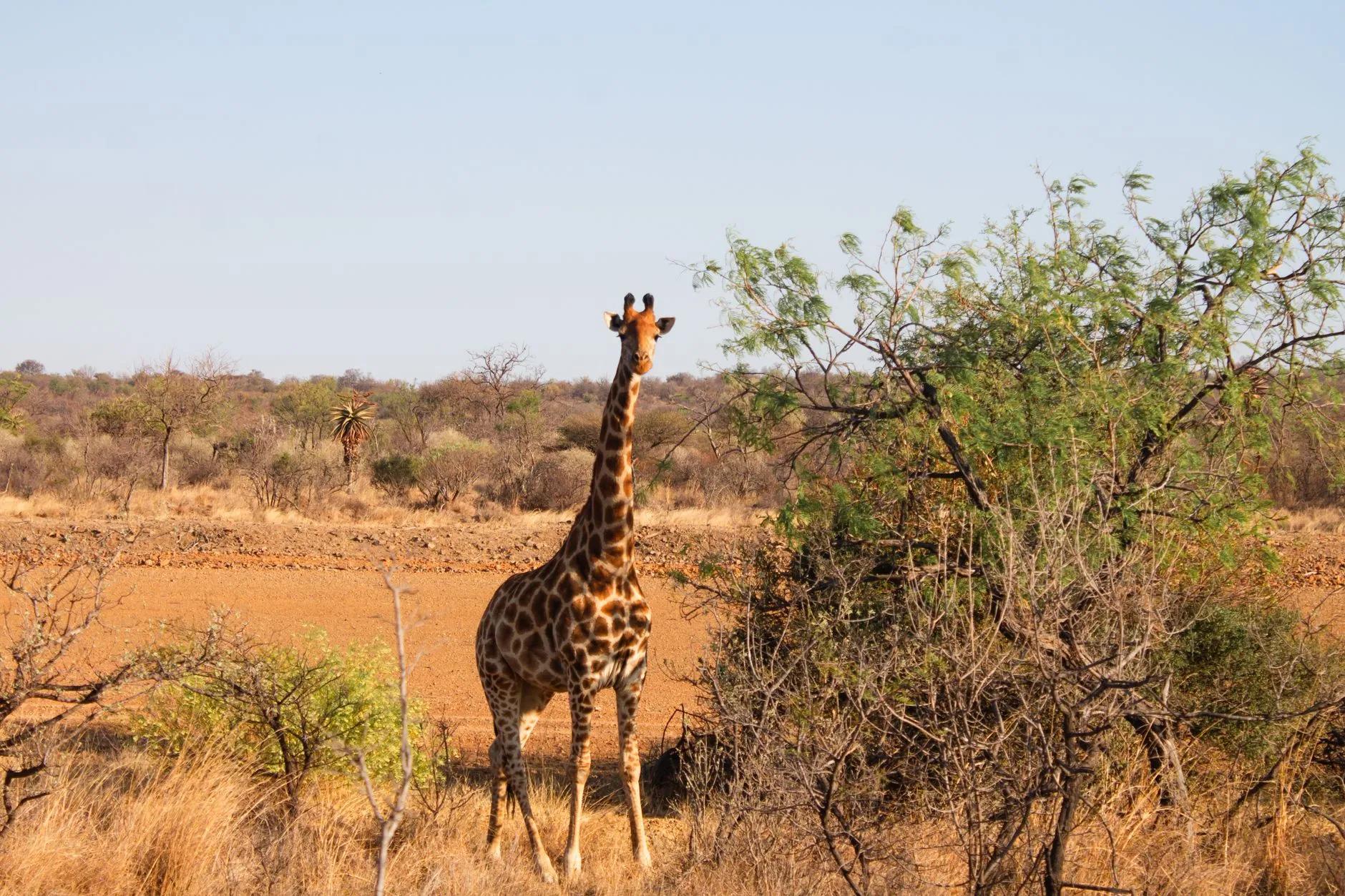 Ongava Game Reserve