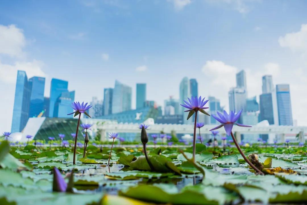 Orchid Island