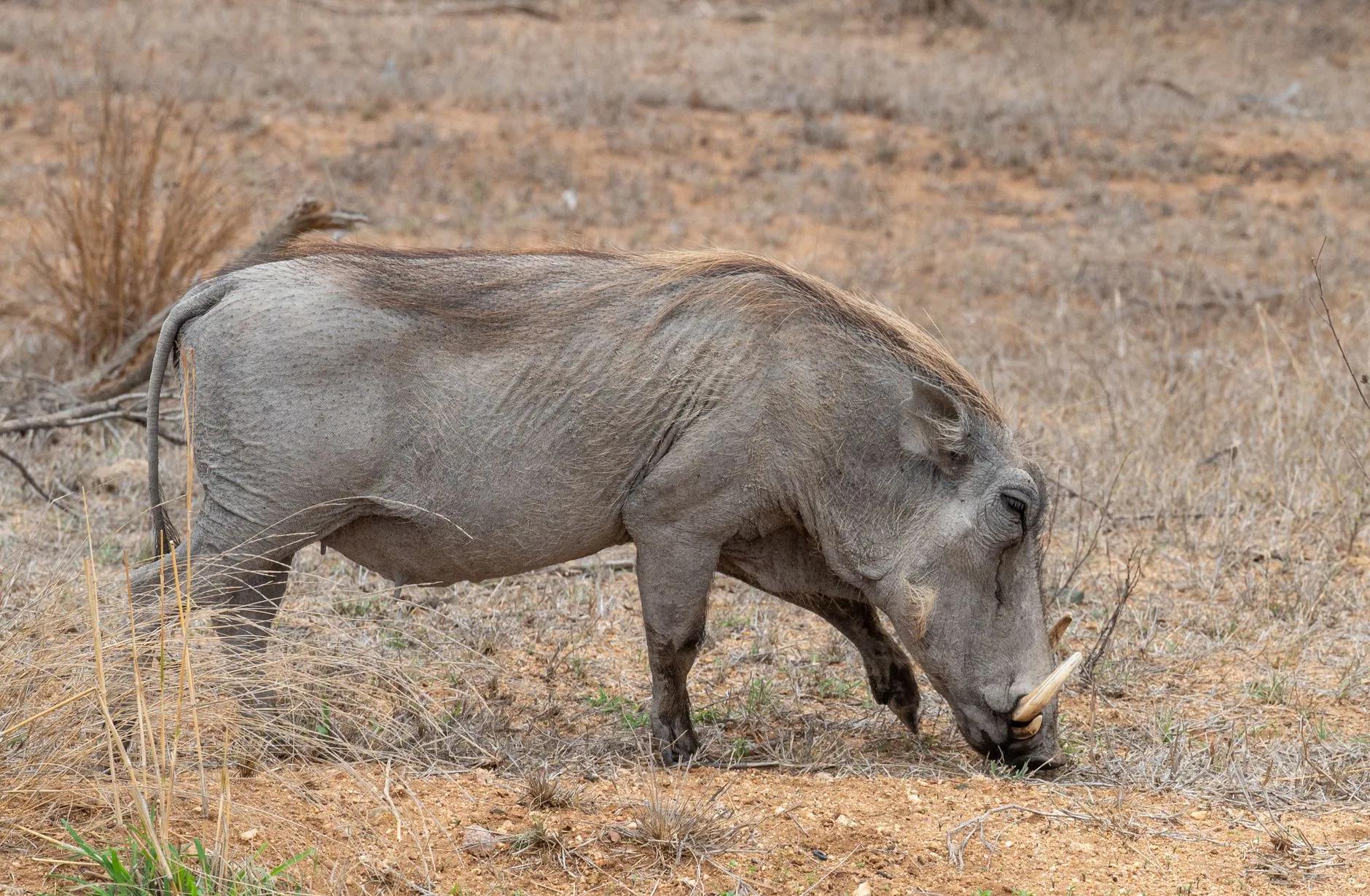 Timbavati