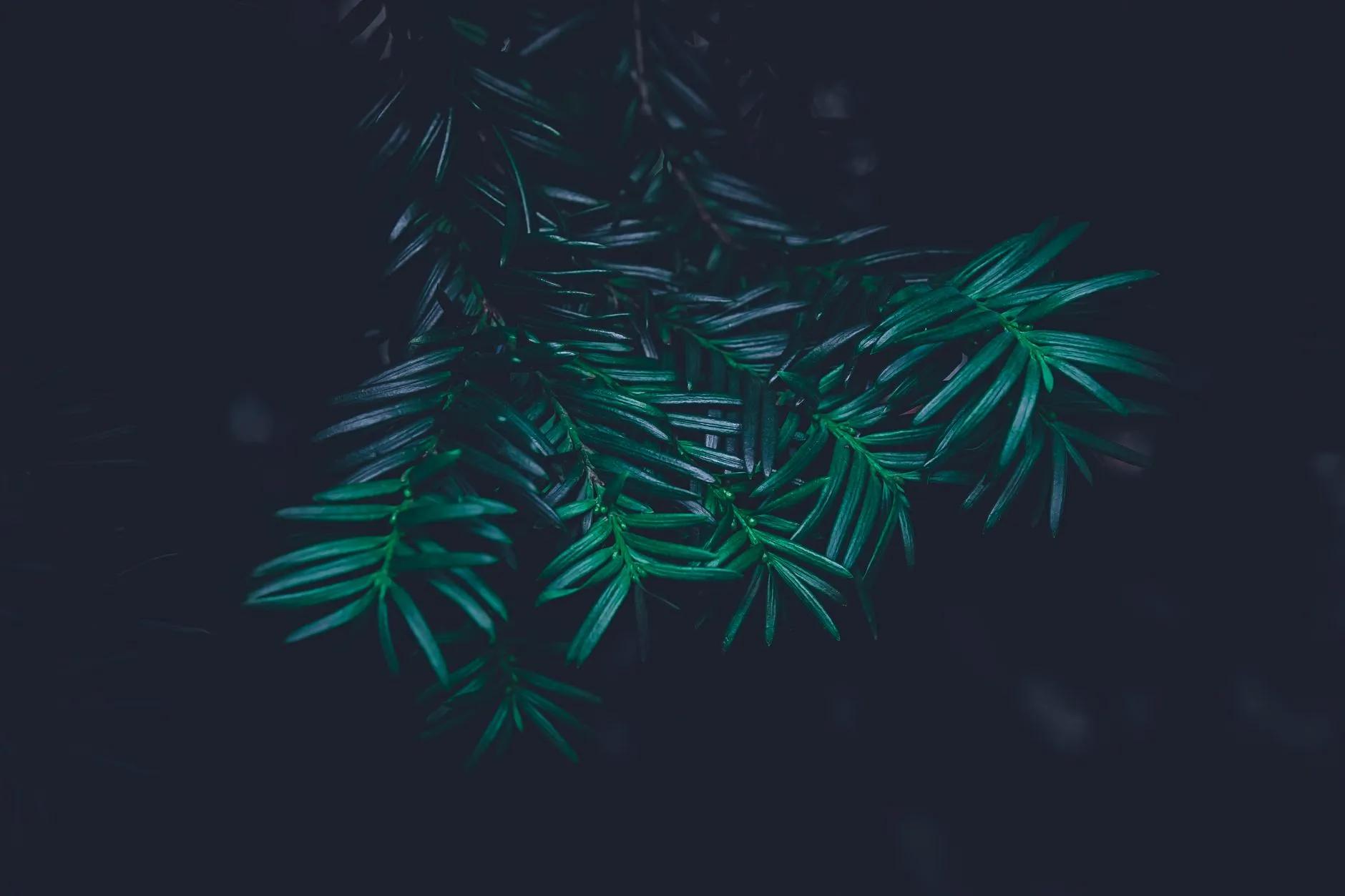 Yew Tee